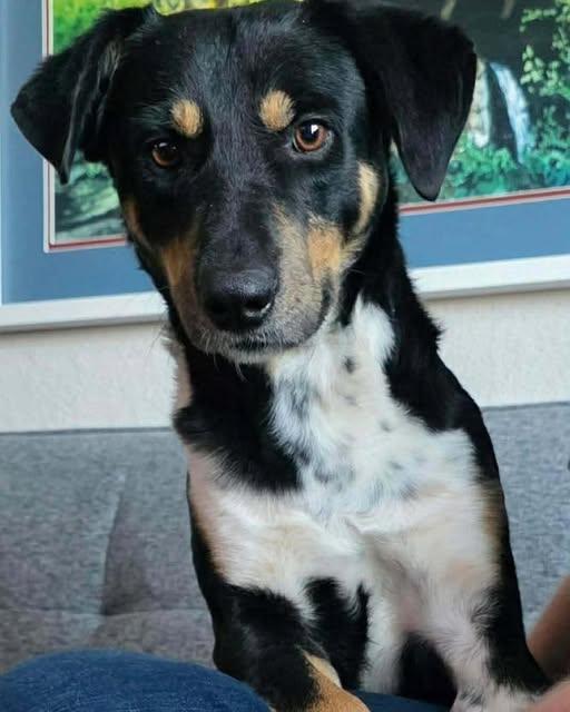 Bodhi, ADOPTABLE, Adult Male Hound.