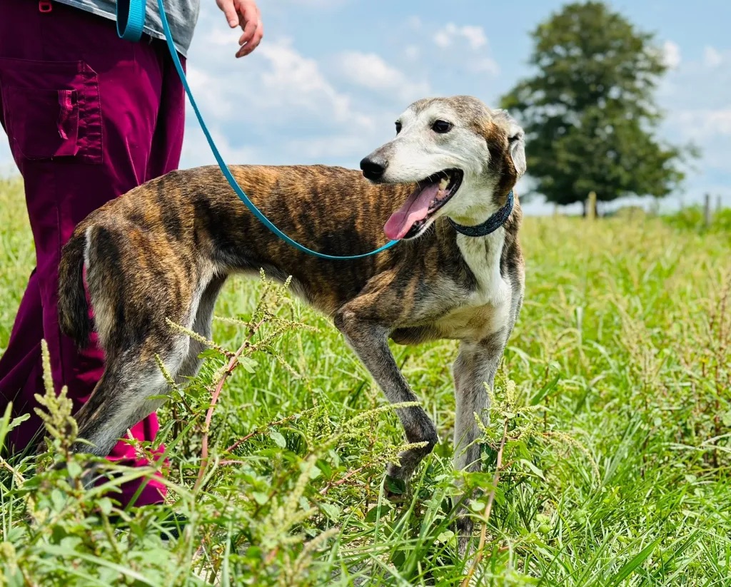 Comet, a Adopted mixed breed in Indianapolis, IN image 1/4