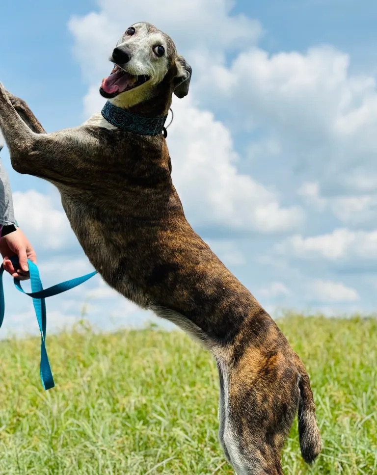 Comet, a Adopted mixed breed in Indianapolis, IN image 3/4