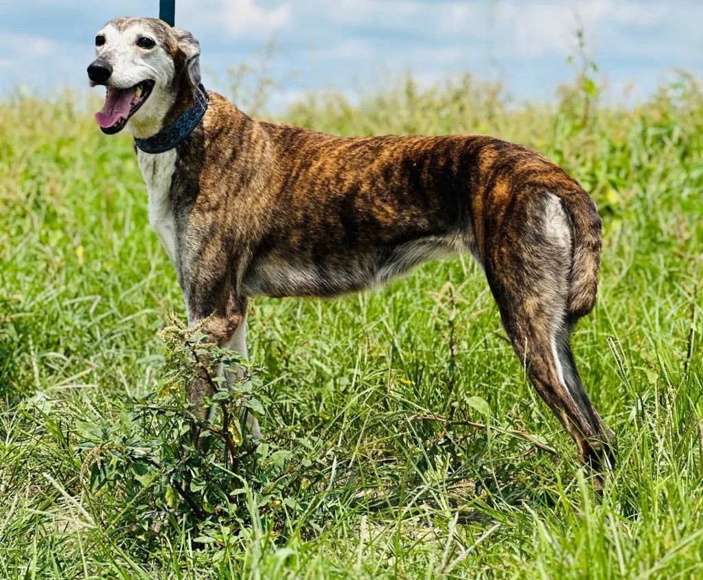 Comet, a Adopted mixed breed in Indianapolis, IN image 4/4