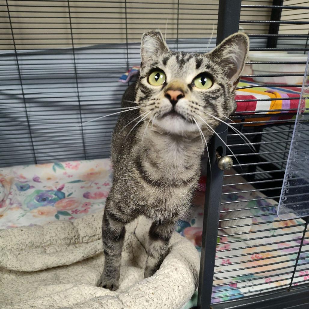 Enlarge Matilda, a Adoptable Domestic Short Hair in Norfolk, NE image 1/2