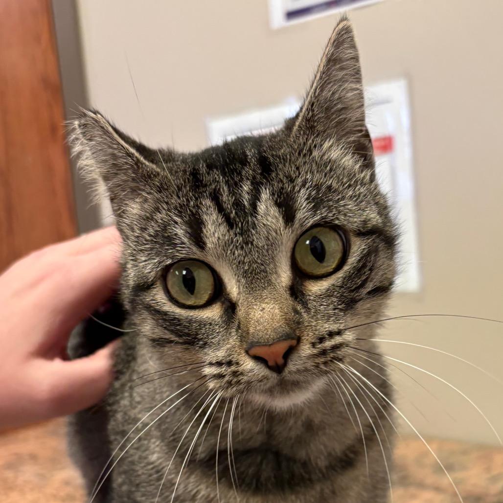 Enlarge Matilda, a Adoptable Domestic Short Hair in Norfolk, NE image 2/2
