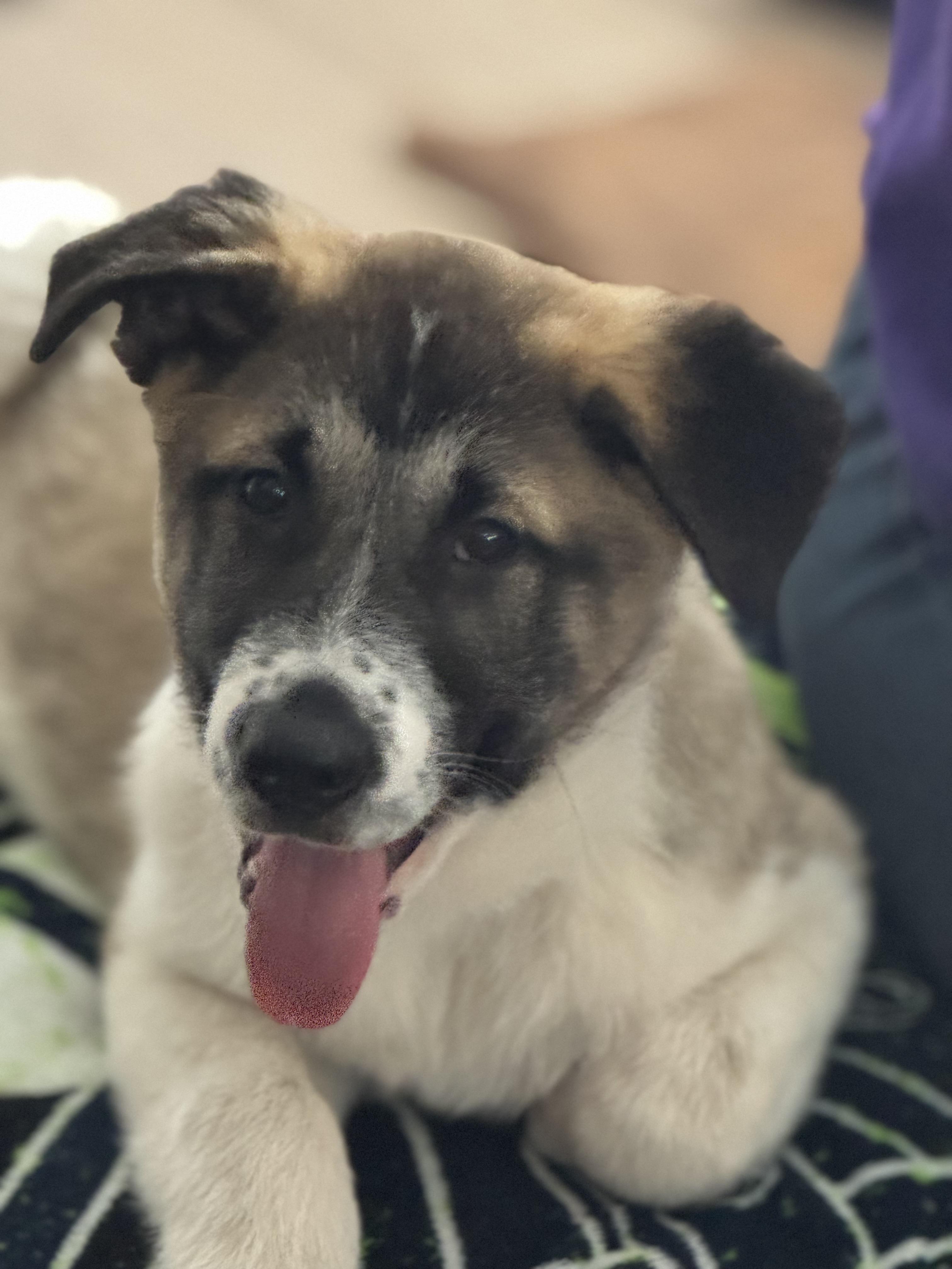 Enlarge Aloka Shanti, an adopted mixed breed in Lacey, WA image 6/6