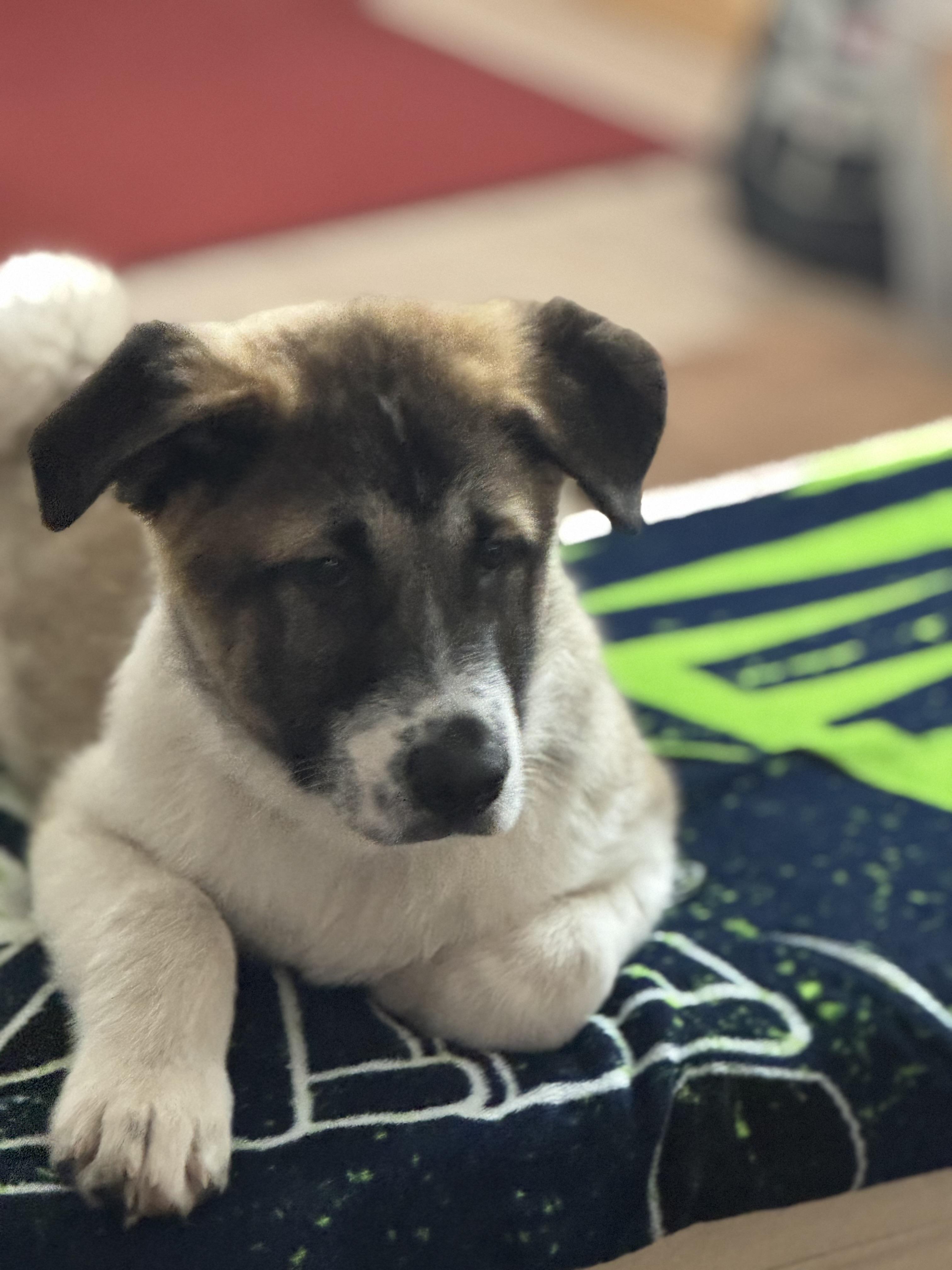 Enlarge Aloka Shanti, an adopted mixed breed in Lacey, WA image 4/6