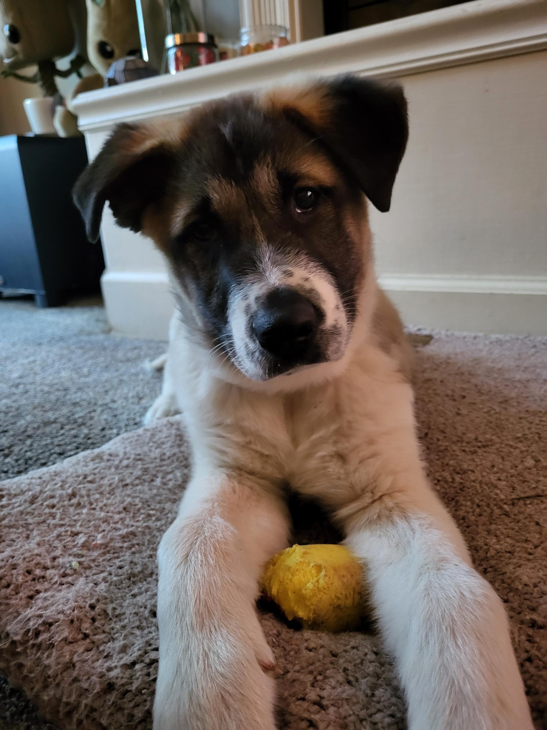 Enlarge Aloka Shanti, an adopted mixed breed in Lacey, WA image 5/6