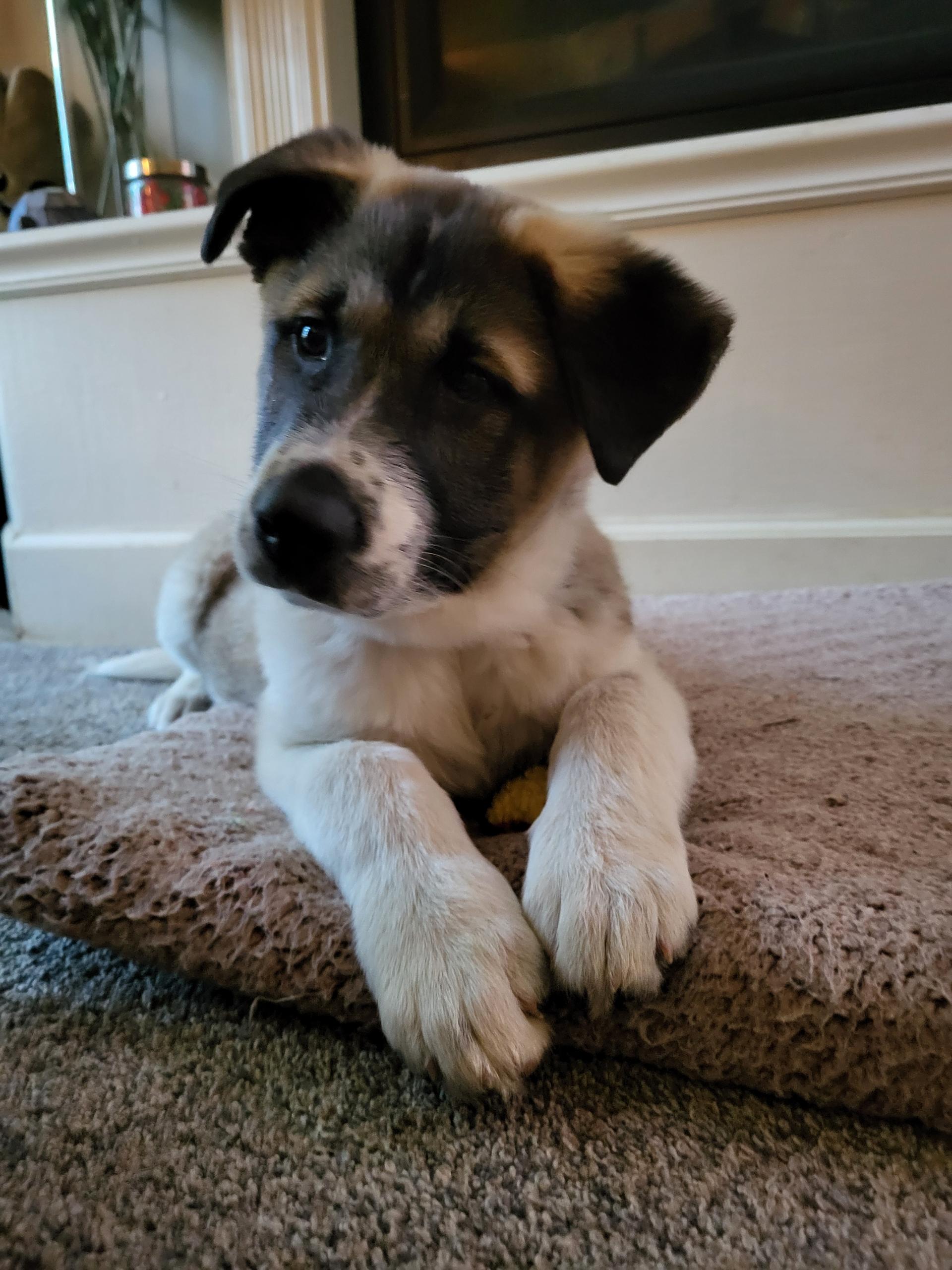 Enlarge Aloka Shanti, an adopted mixed breed in Lacey, WA image 2/6