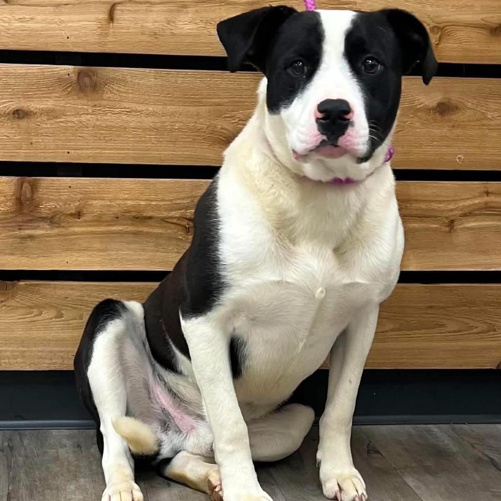 Enlarge Domino, a Adoptable mixed breed in Wadena, MN image 2/6