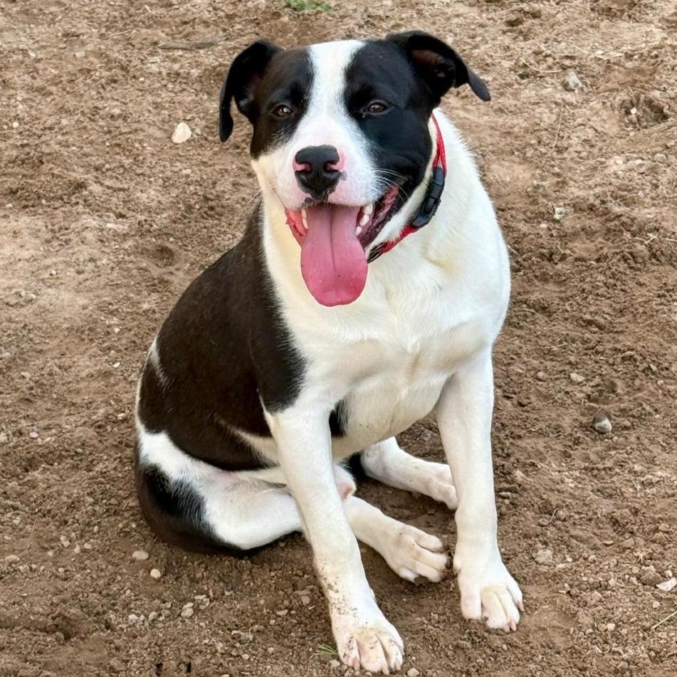 Enlarge Domino, a Adoptable mixed breed in Wadena, MN image 5/6