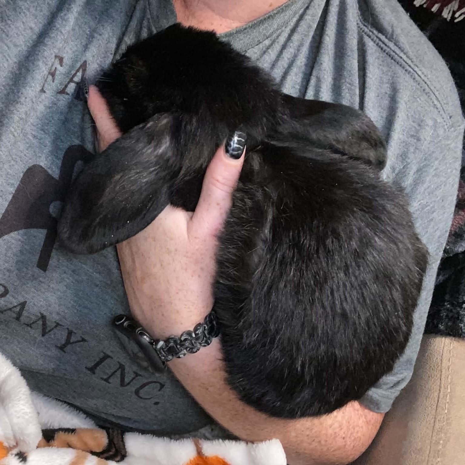 Enlarge Onyx, a Adoptable mixed breed in wichita, KS image 2/3