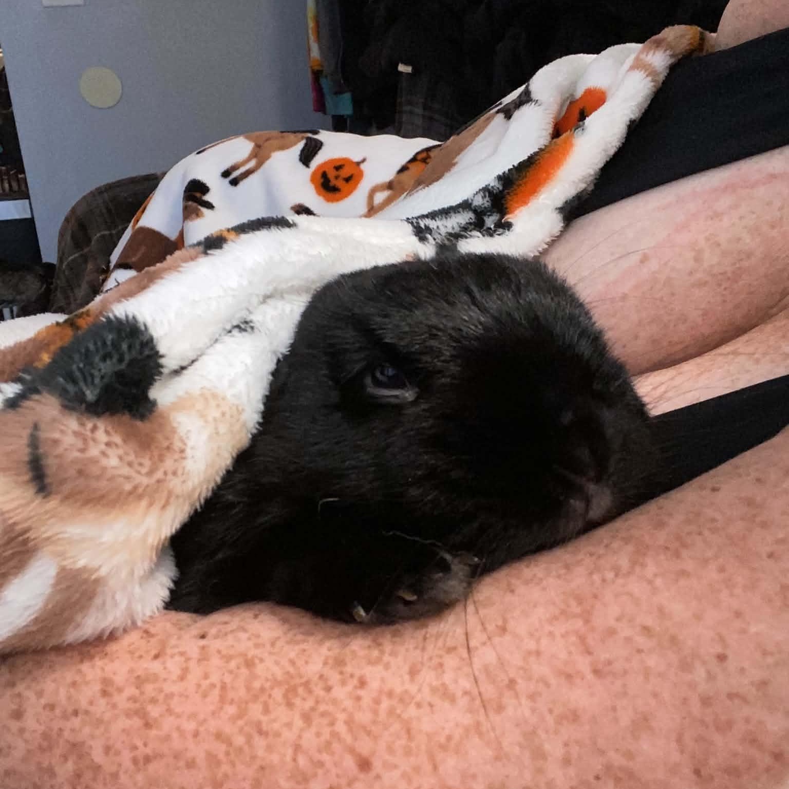 Enlarge Onyx, a Adoptable mixed breed in wichita, KS image 1/3