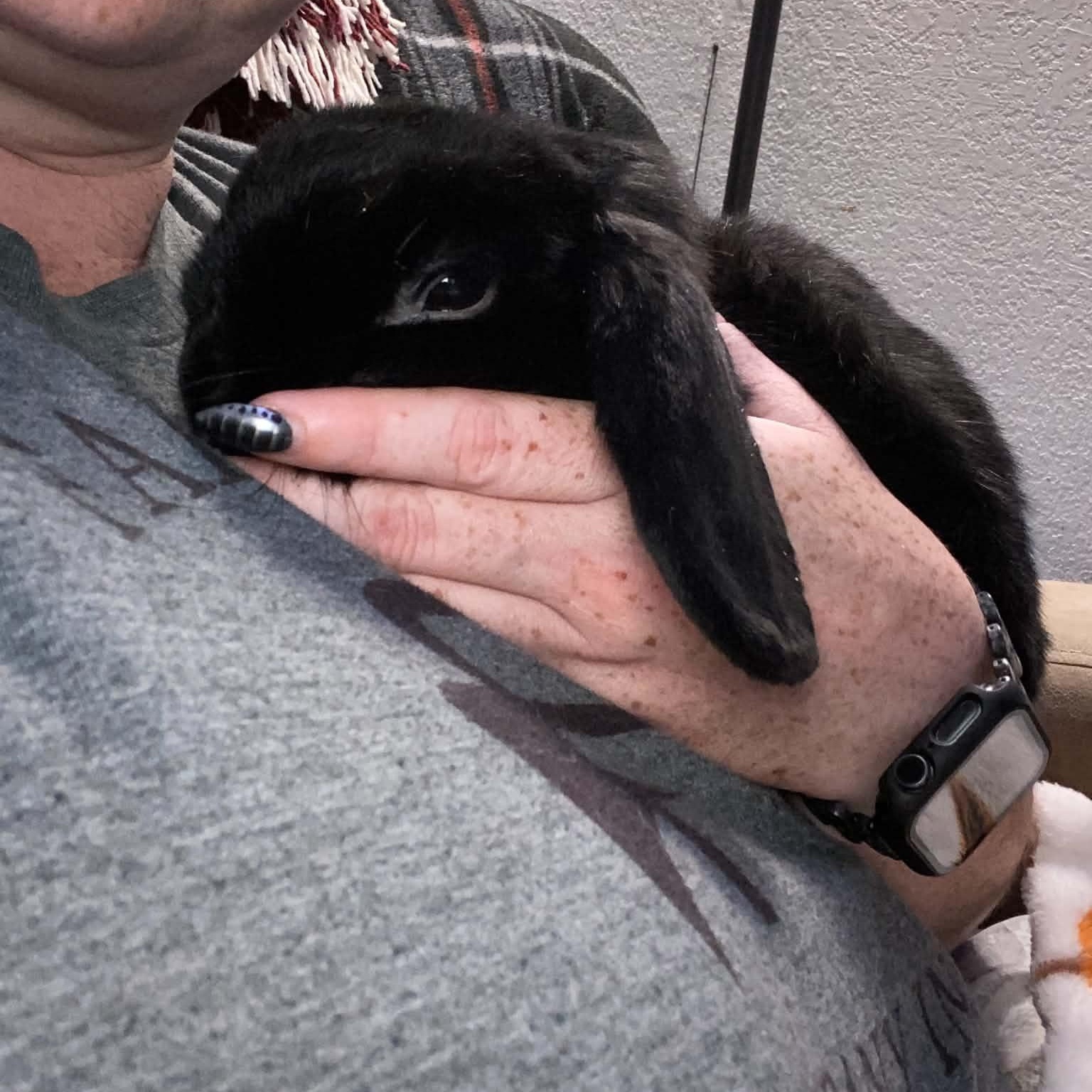 Enlarge Onyx, a Adoptable mixed breed in wichita, KS image 3/3