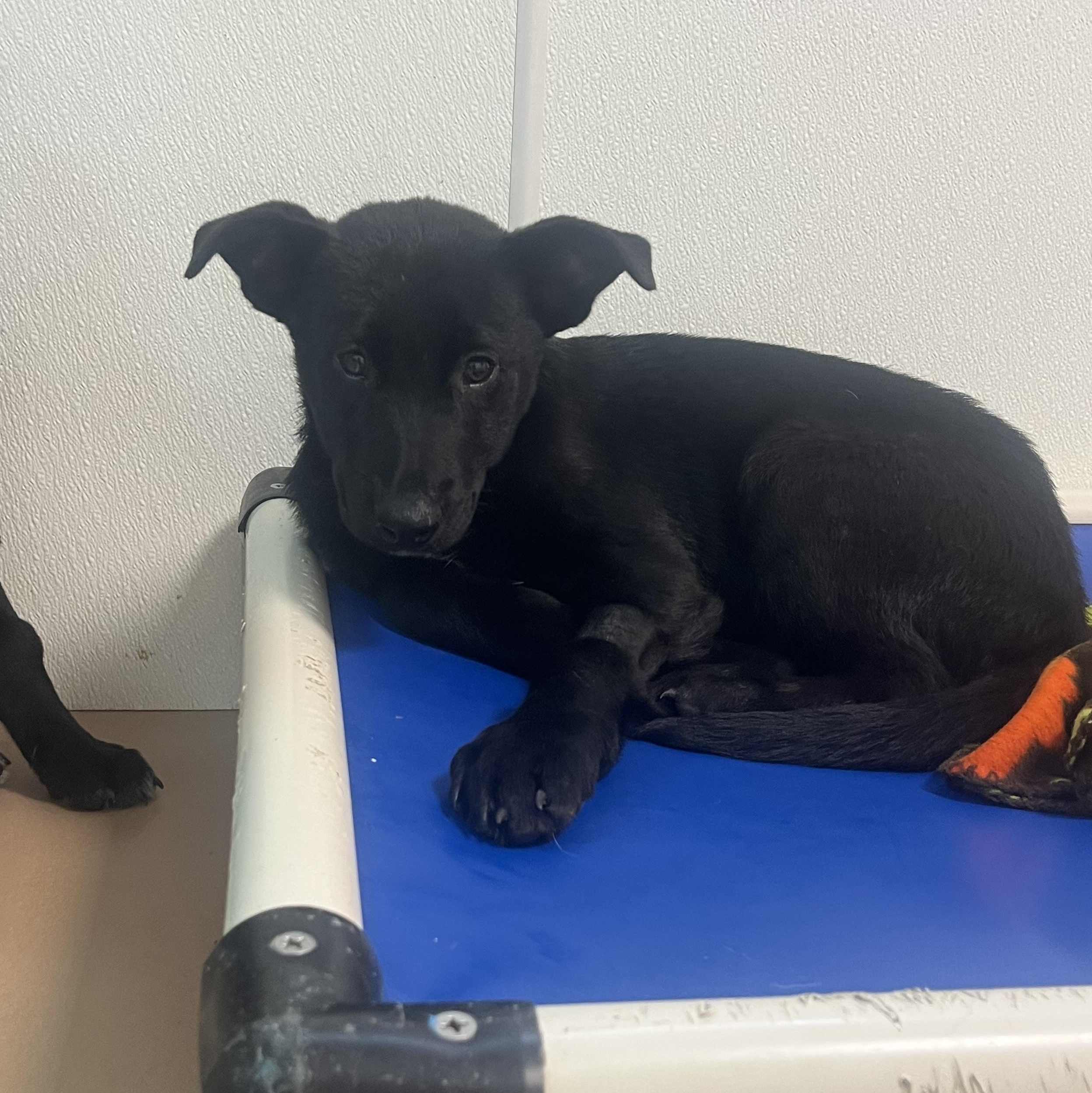 Abu, an adoptable Black Labrador Retriever, Shepherd in Jamestown, ND, 58402 | Photo Image 1