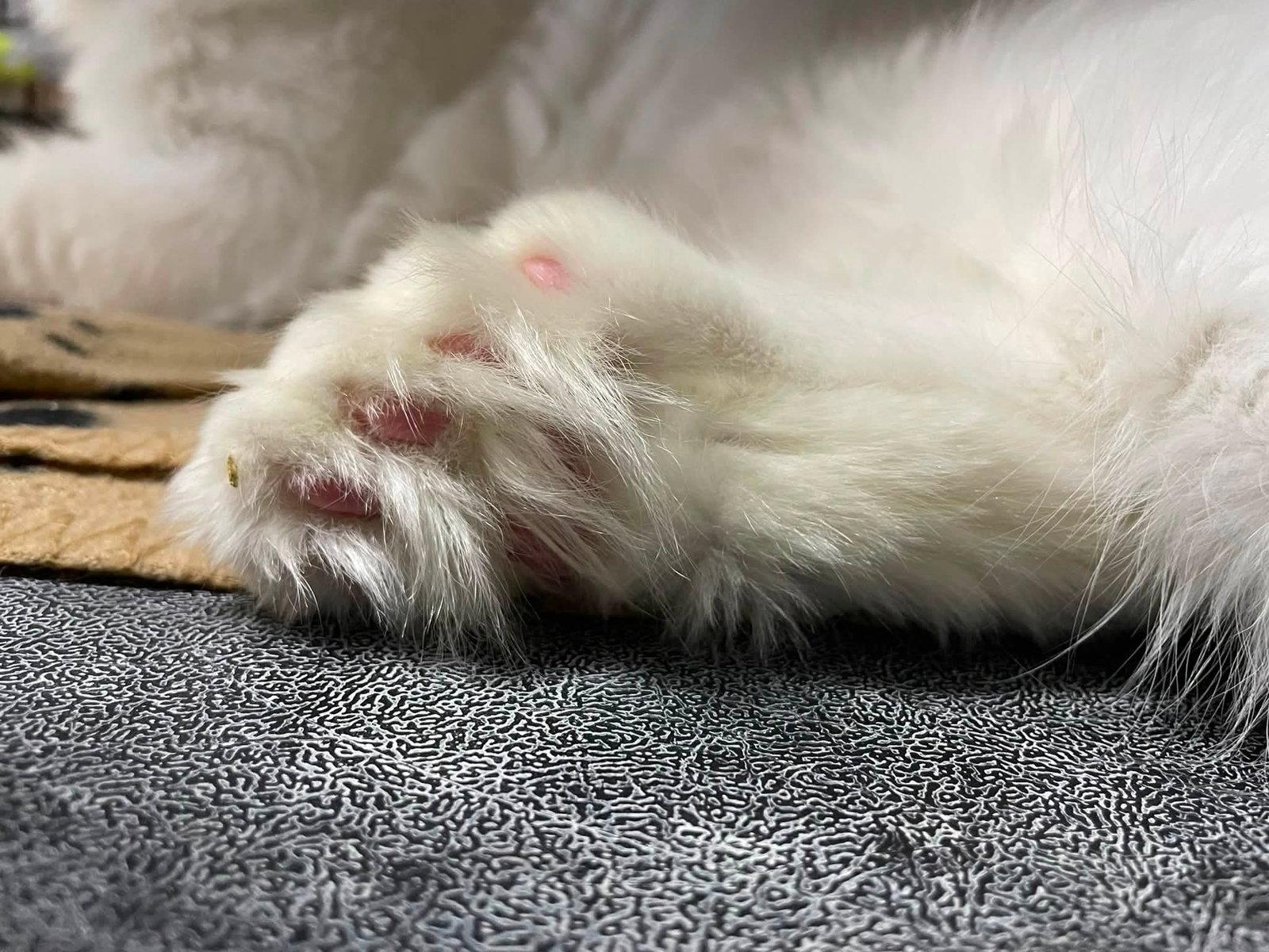 Mohair, Adopted, Adult Male Domestic Short Hair.