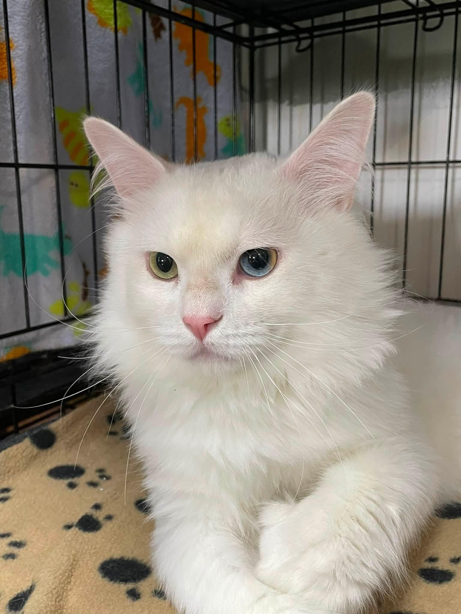 Enlarge Mohair, a Adopted Domestic Short Hair in Montreal, QC image 2/3