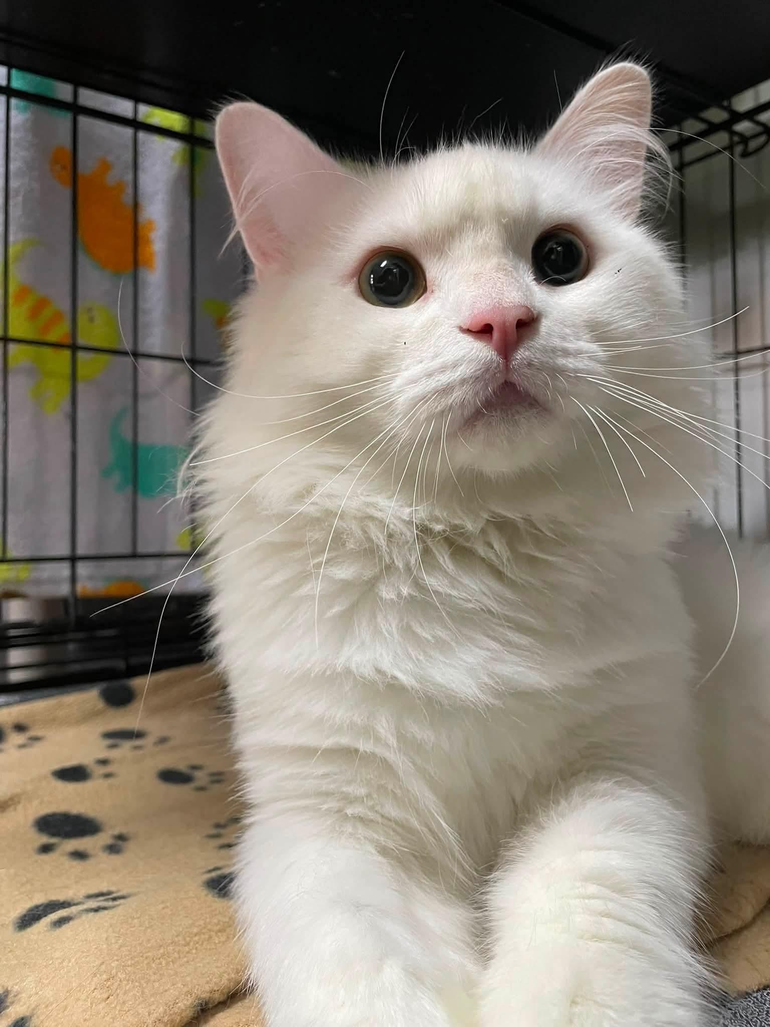 Enlarge Mohair, a Adopted Domestic Short Hair in Montreal, QC image 3/3