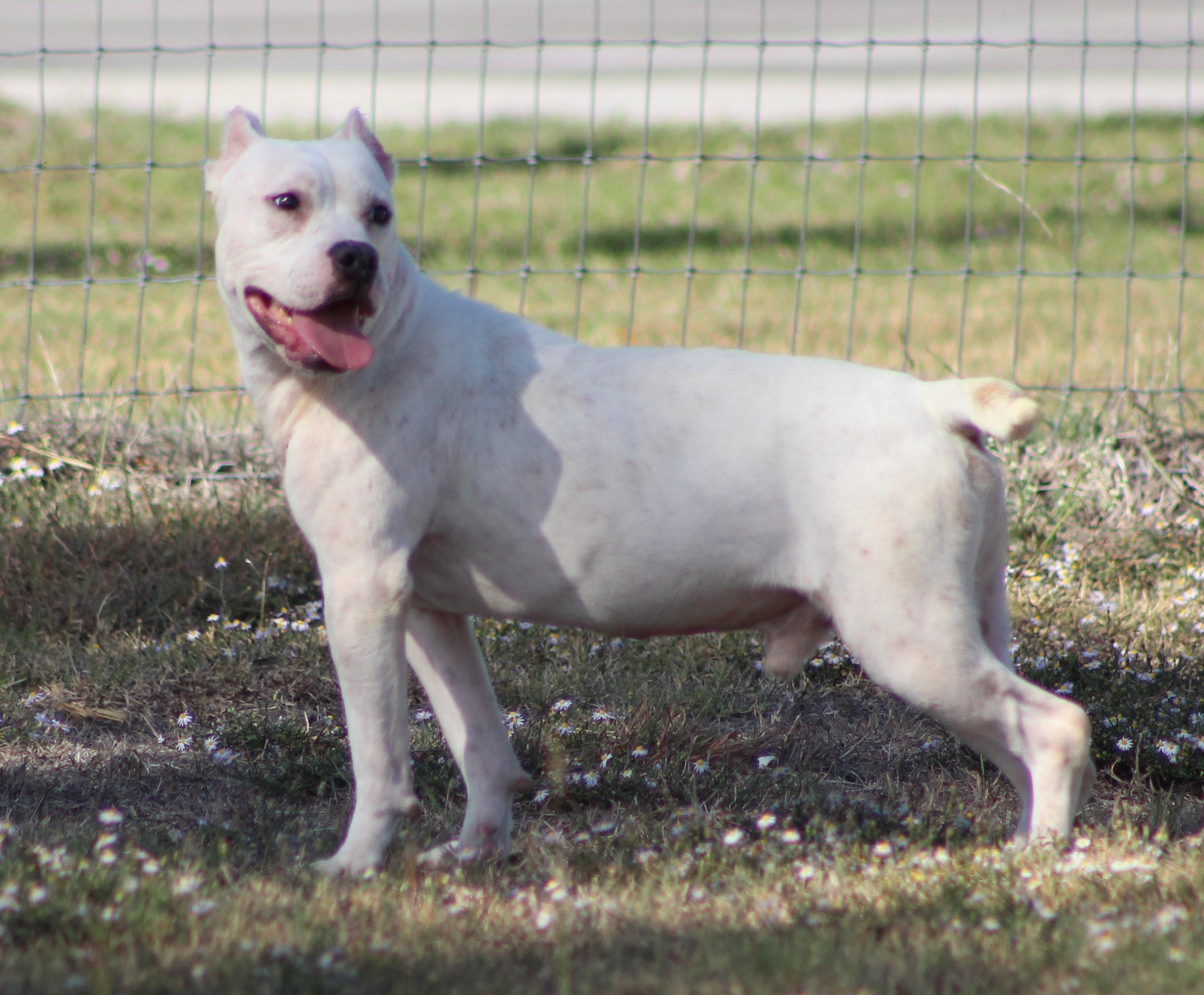 Enlarge Wyatt, a Adoptable Pit Bull Terrier in Temple, TX image 2/5