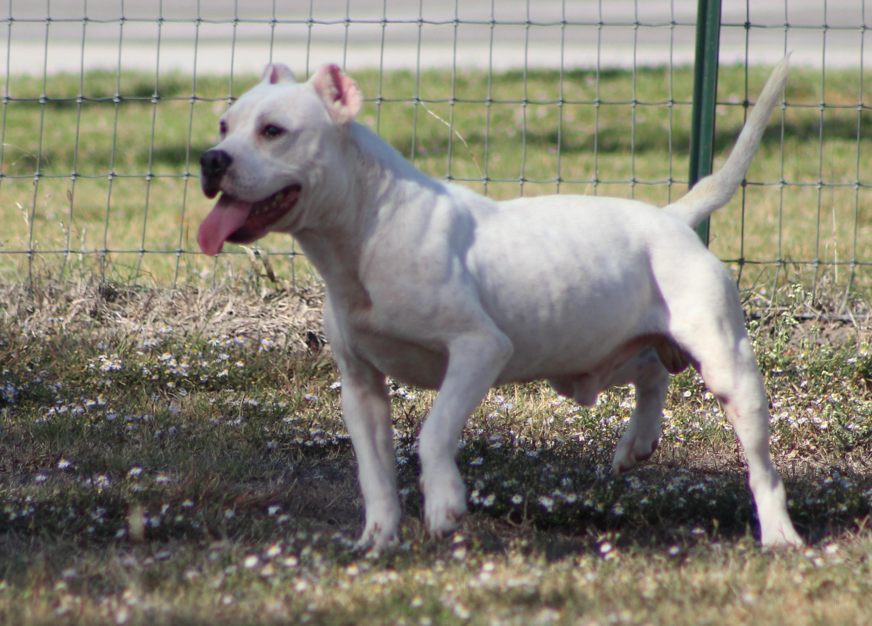 Enlarge Wyatt, a Adoptable Pit Bull Terrier in Temple, TX image 3/5