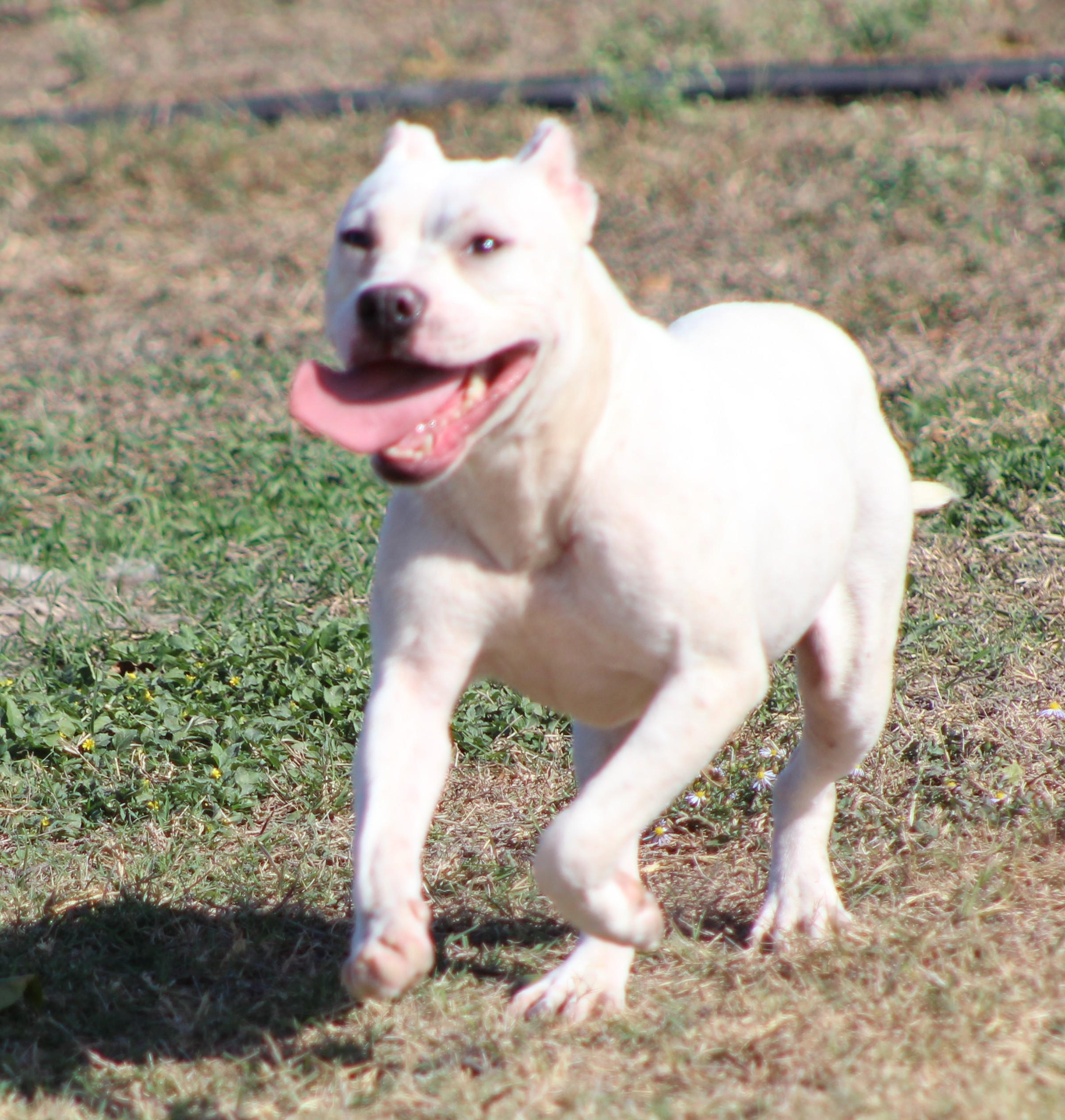 Wyatt, Adoptable, Young Male Pit Bull Terrier.