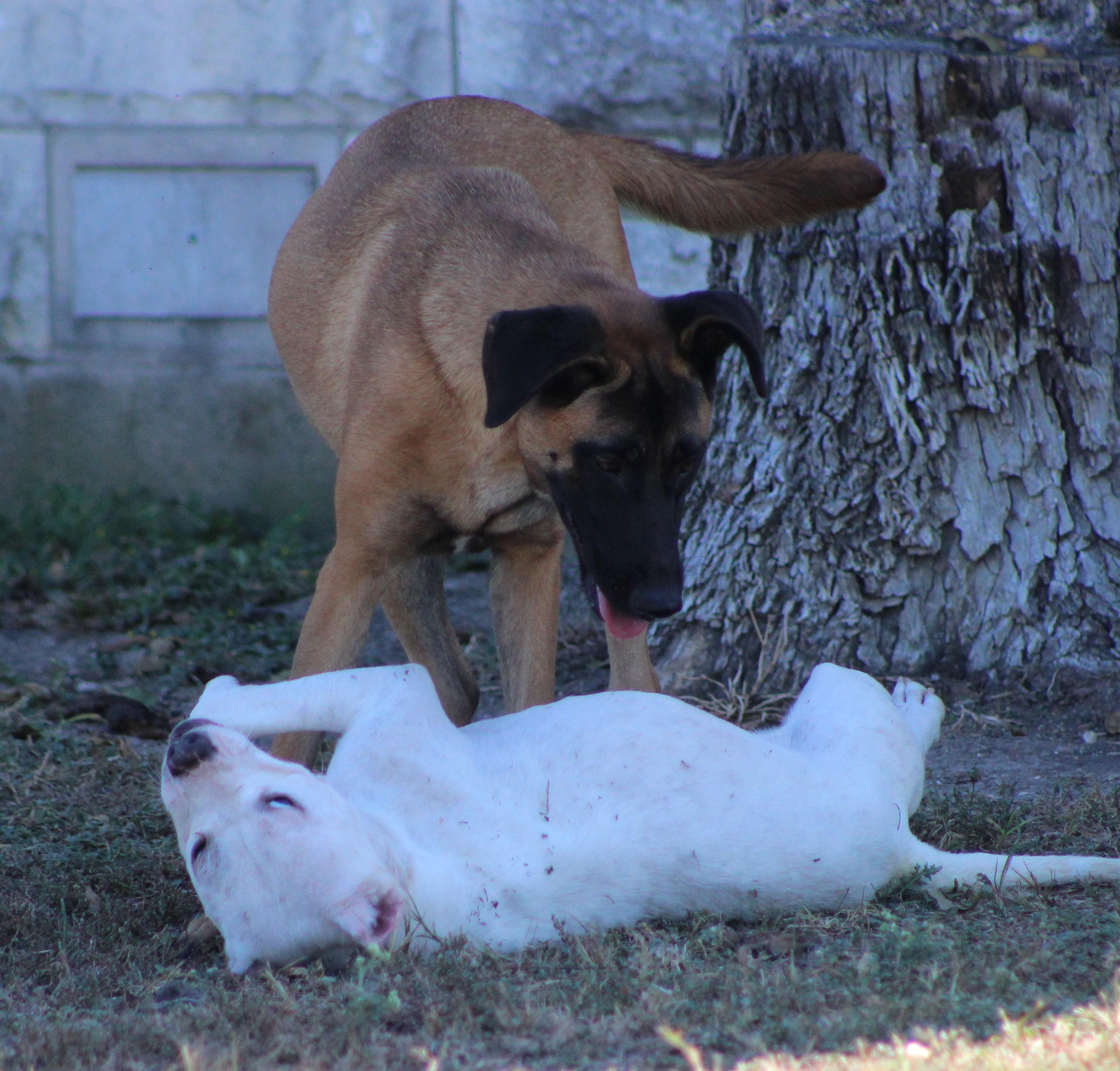 Enlarge Wyatt, a Adoptable Pit Bull Terrier in Temple, TX image 5/5