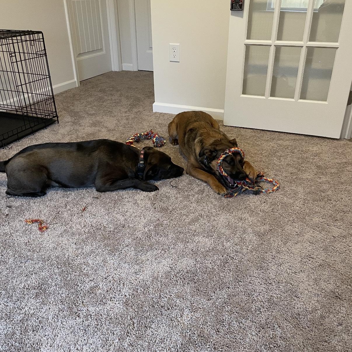 Enlarge Holly & Polly- Looking to love my sister & YOU!, a Adoptable mixed breed in Charleston , SC image 2/4