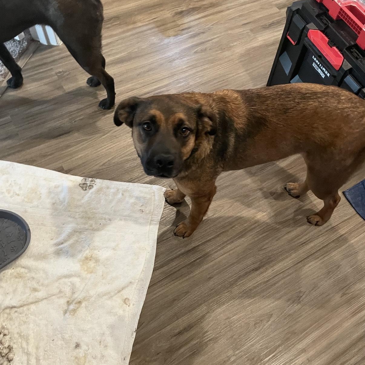 Holly & Polly- Looking to love my sister & YOU!, Adoptable, Young Female German Shepherd Dog.