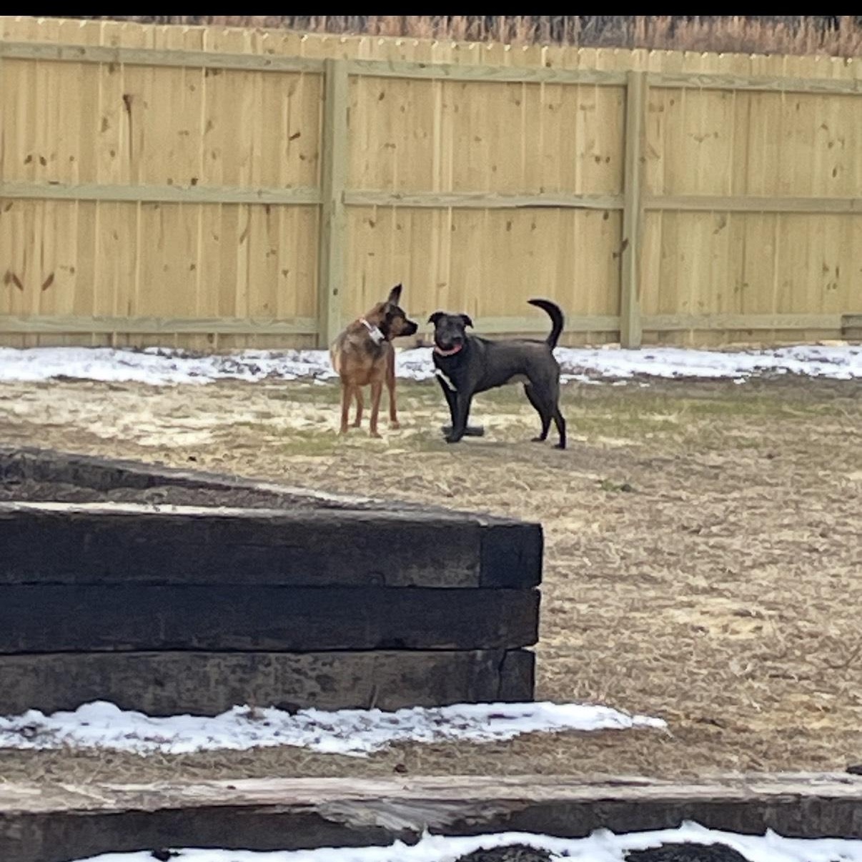Enlarge Holly & Polly- Looking to love my sister & YOU!, a Adoptable mixed breed in Charleston , SC image 3/4