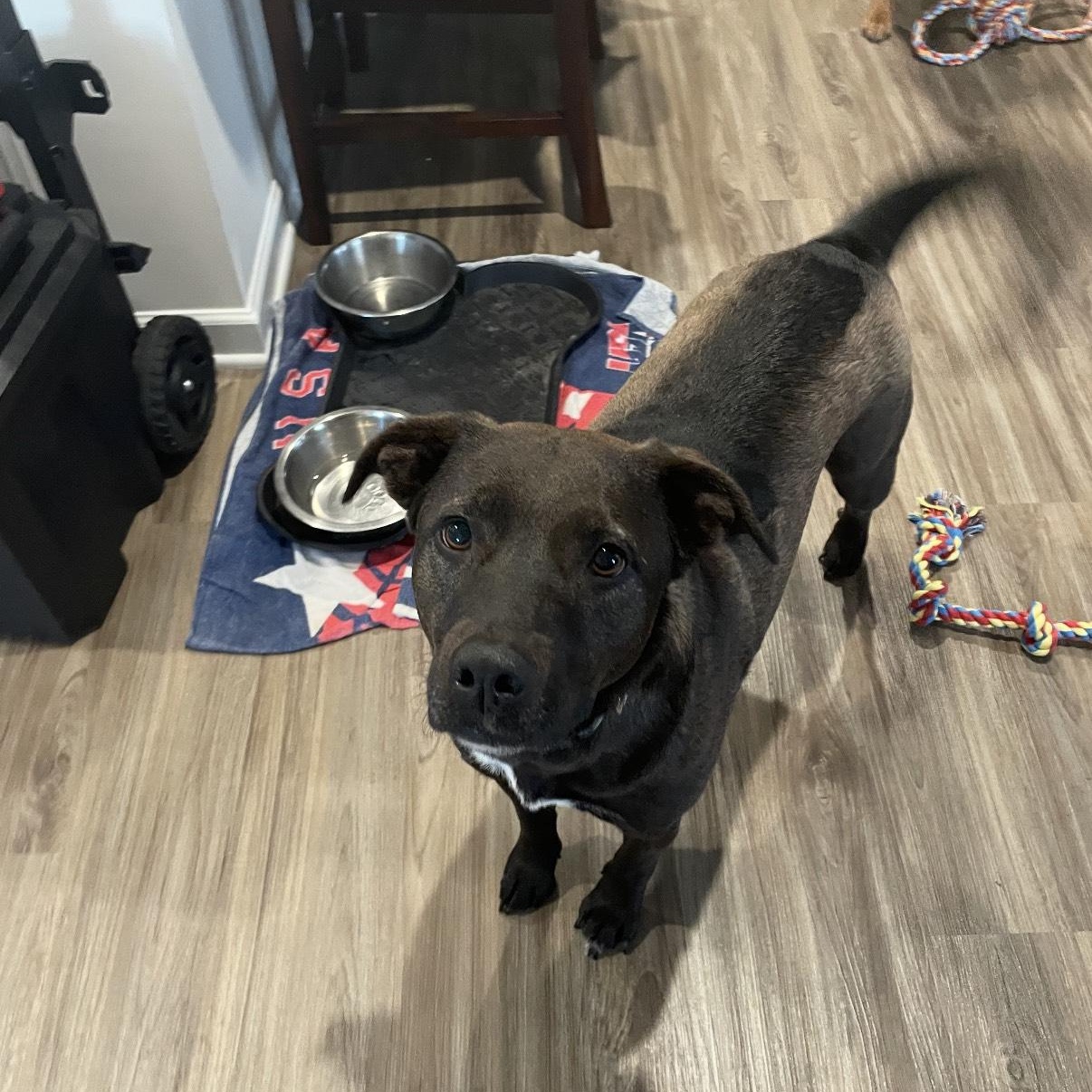 Enlarge Holly & Polly- Looking to love my sister & YOU!, a Adoptable mixed breed in Charleston , SC image 4/4