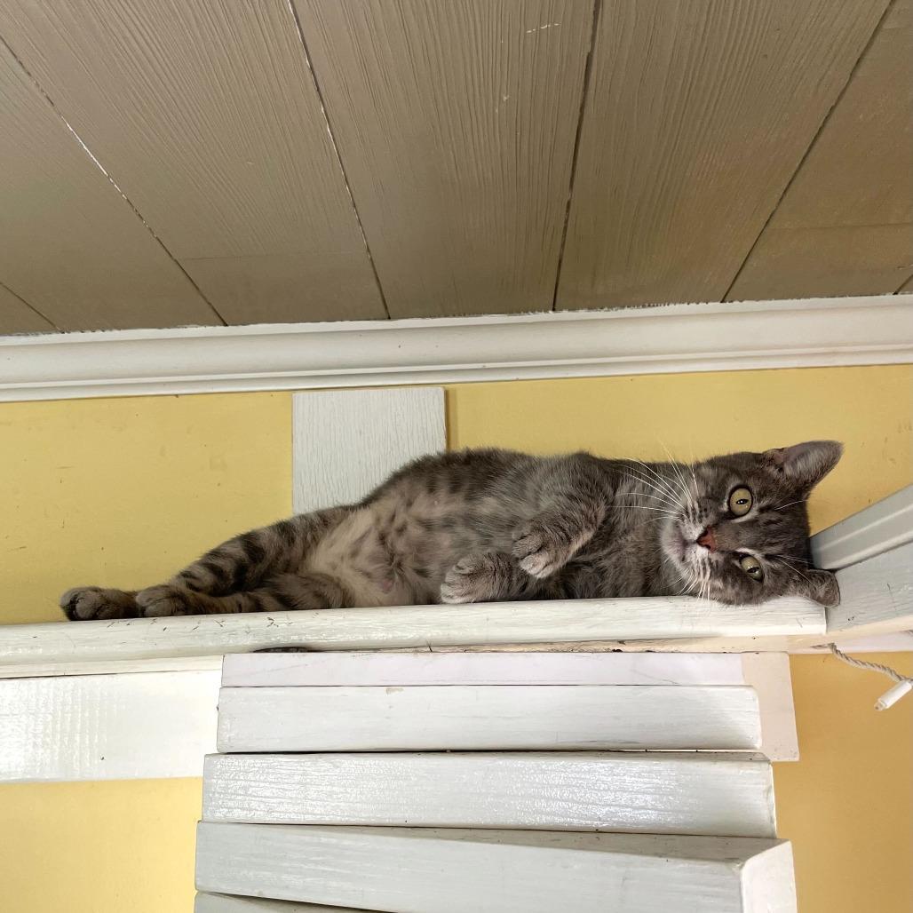 Ms. Mama Cleaning, Adoptable, Adult Female Domestic Short Hair.