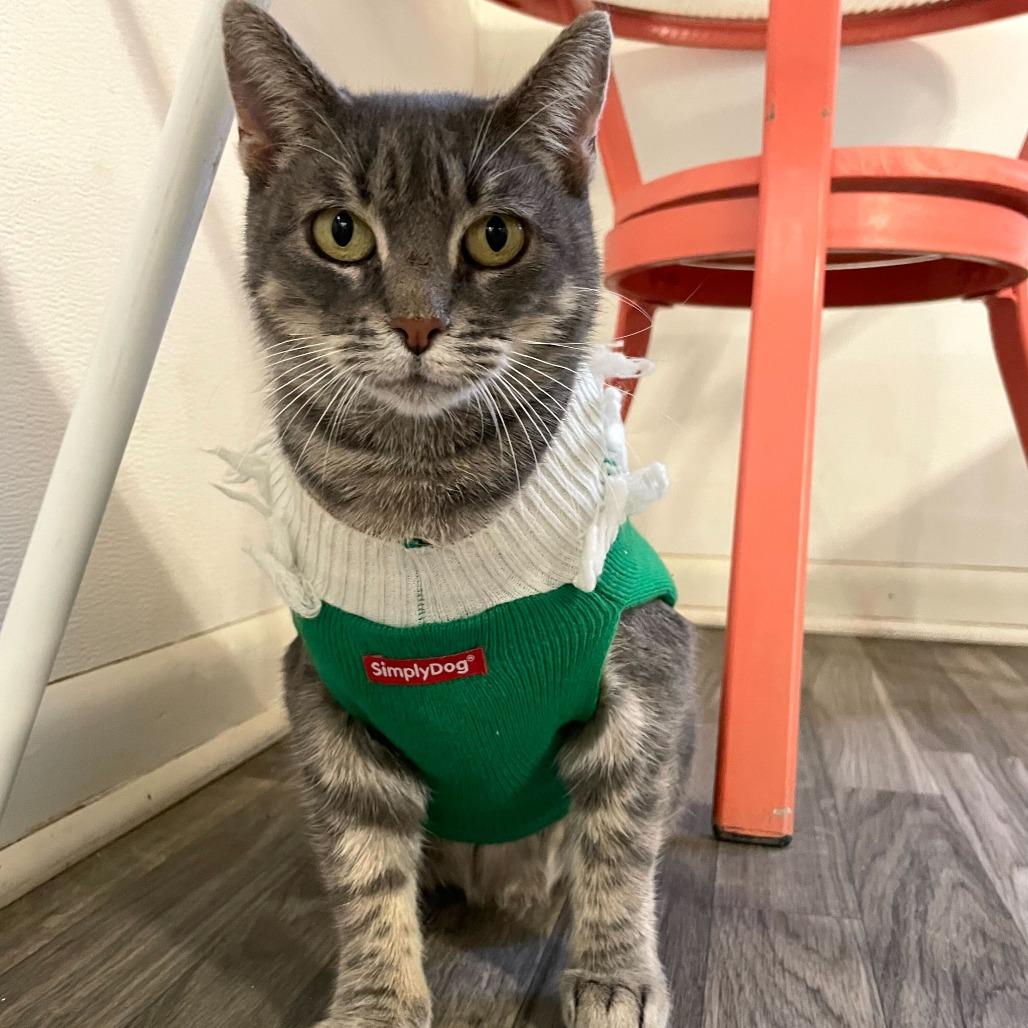 Enlarge Ms. Mama Cleaning, a Adoptable Domestic Short Hair in Carencro, LA image 2/6