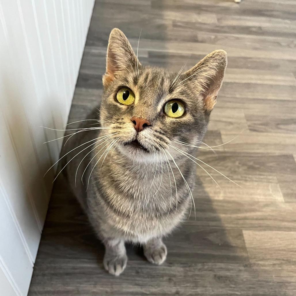 Enlarge Ms. Mama Cleaning, a Adoptable Domestic Short Hair in Carencro, LA image 3/6