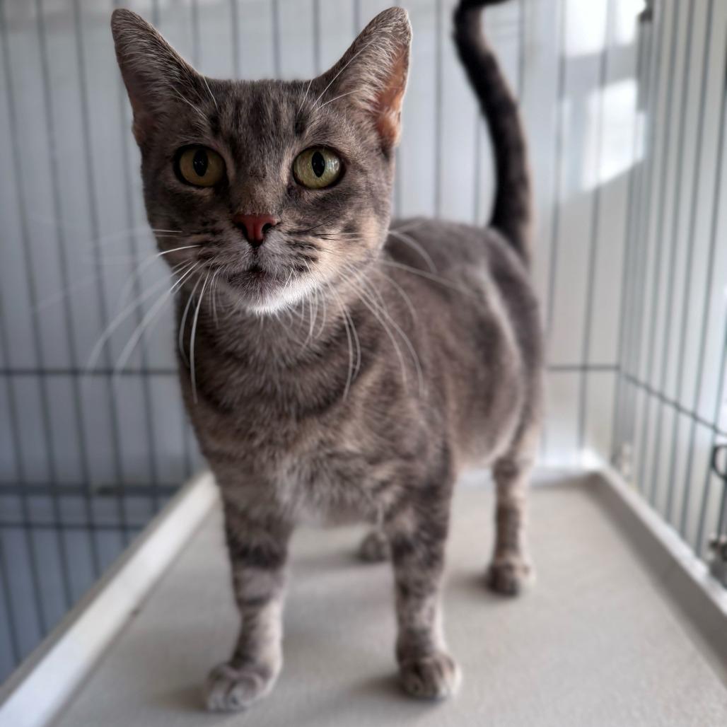 Enlarge Ms. Mama Cleaning, a Adoptable Domestic Short Hair in Carencro, LA image 4/6