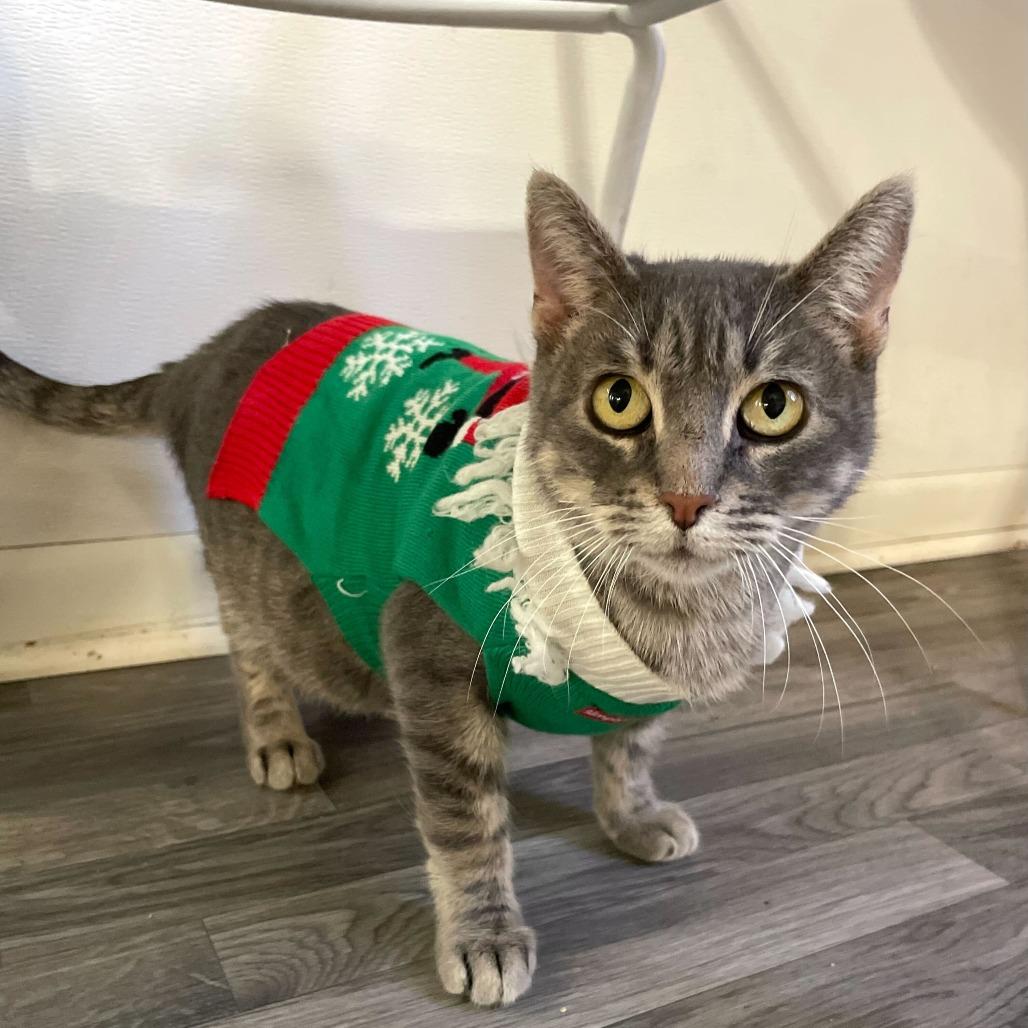 Enlarge Ms. Mama Cleaning, a Adoptable Domestic Short Hair in Carencro, LA image 5/6