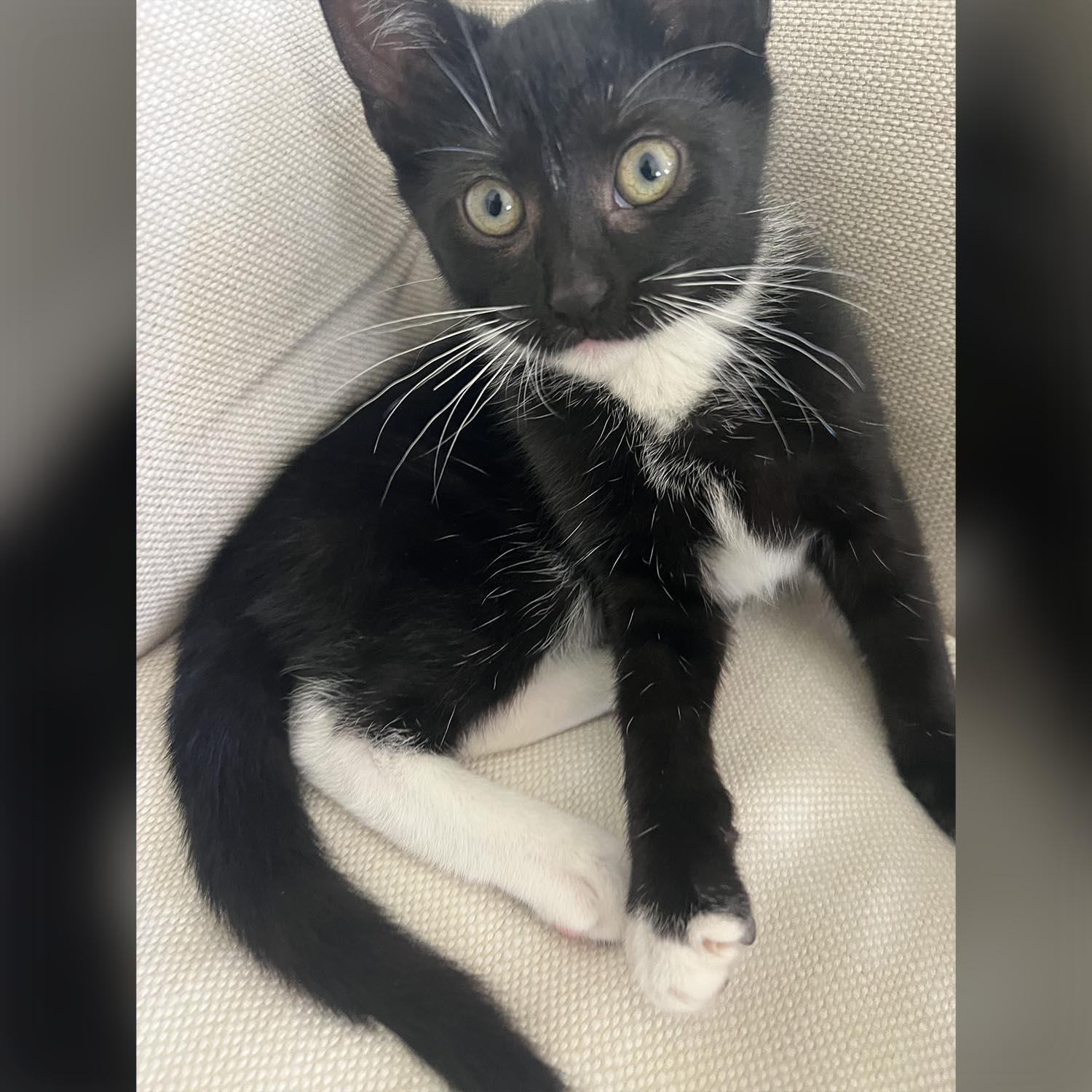 Salem, Baby Female unknown
