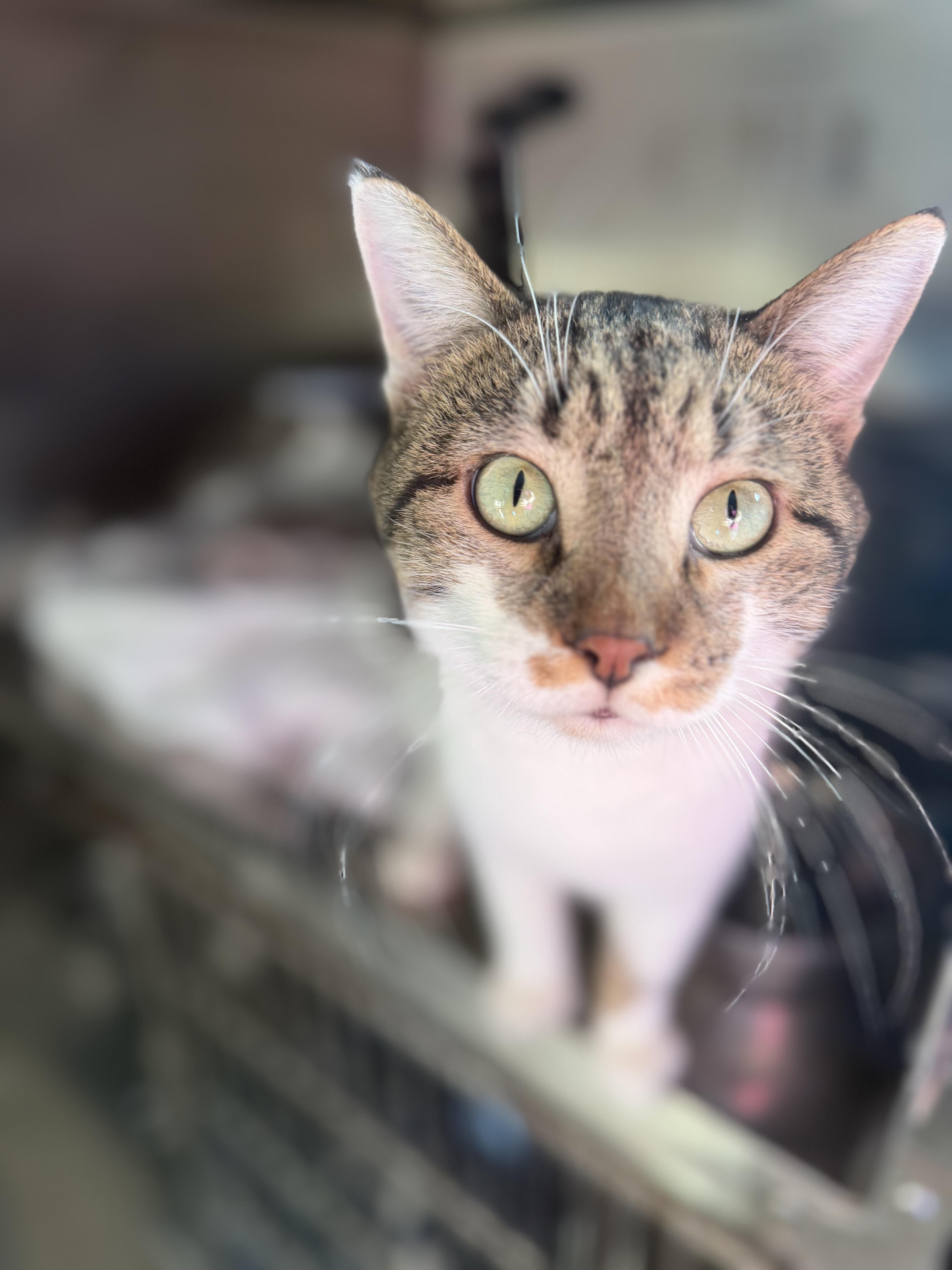 Enlarge Midas, a Adoptable Domestic Short Hair in Lansing, IL image 3/3