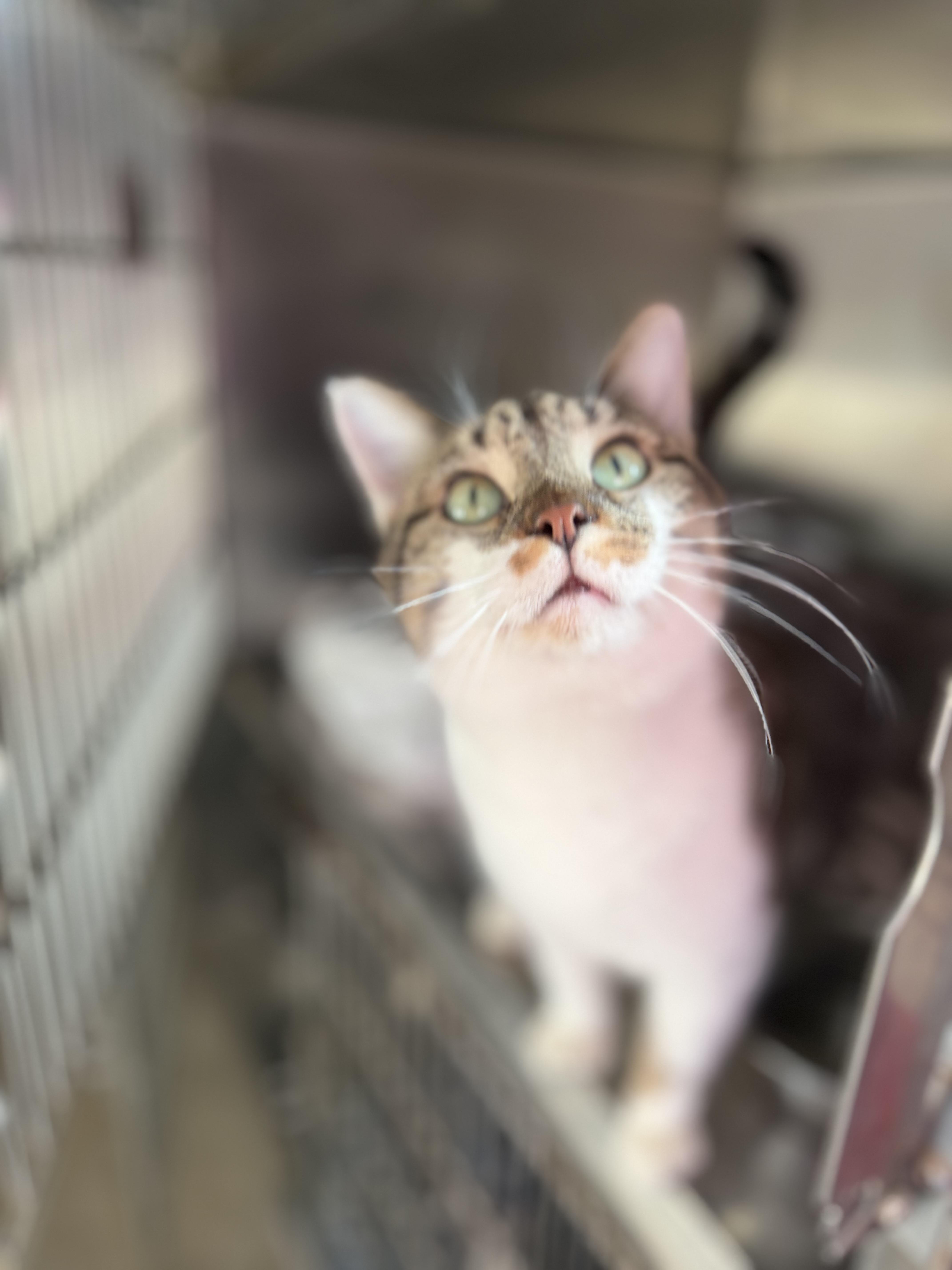 Enlarge Midas, a Adoptable Domestic Short Hair in Lansing, IL image 2/3