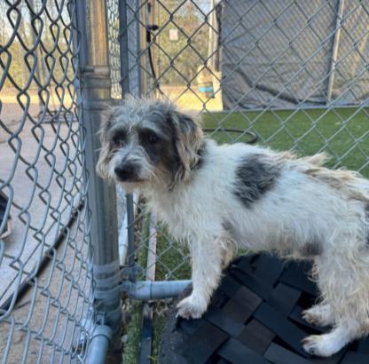 Scooby, ADOPTABLE, Adult Male Shih Tzu.