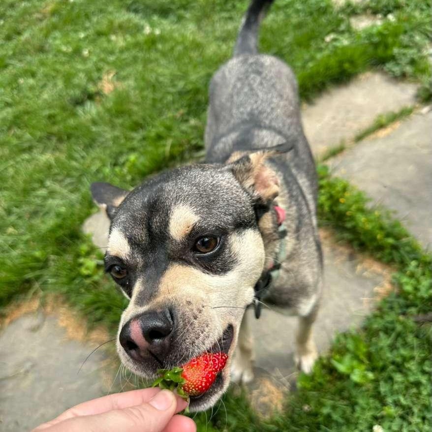 Rudy, a Adoptable mixed breed in Baldwin, MD image 6/6