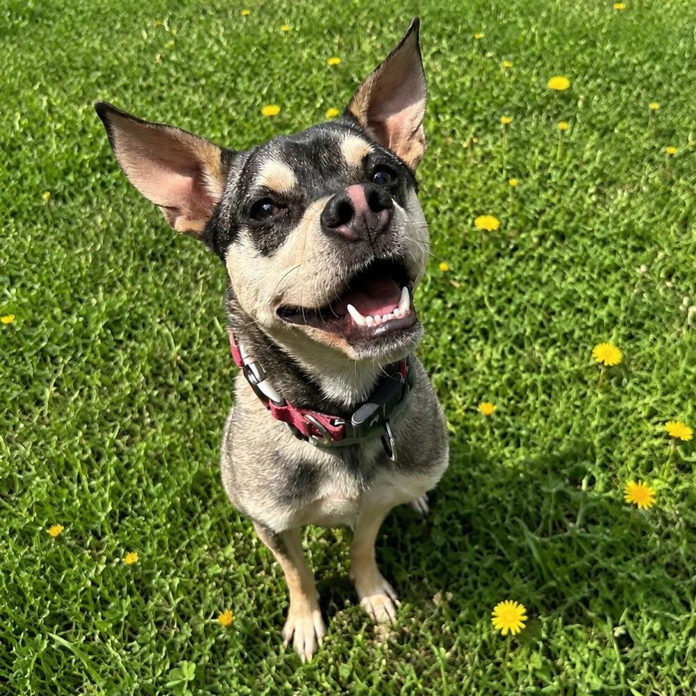 Rudy, a Adoptable mixed breed in Baldwin, MD image 4/6