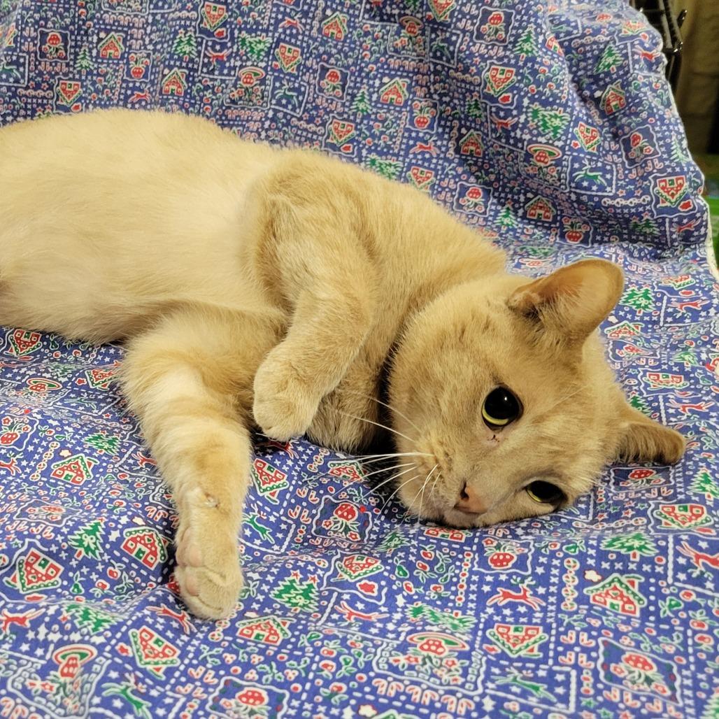 Lemon, a Adoptable Domestic Short Hair in Park Falls, WI image 2/5