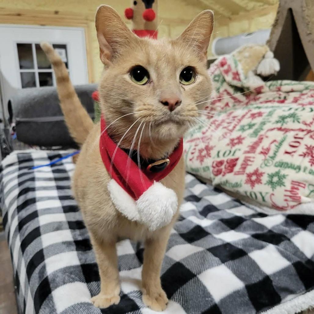 Lemon, a Adoptable Domestic Short Hair in Park Falls, WI image 3/5