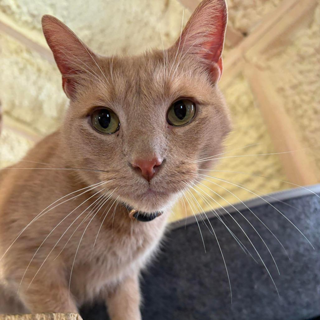 Lemon, a Adoptable Domestic Short Hair in Park Falls, WI image 4/5