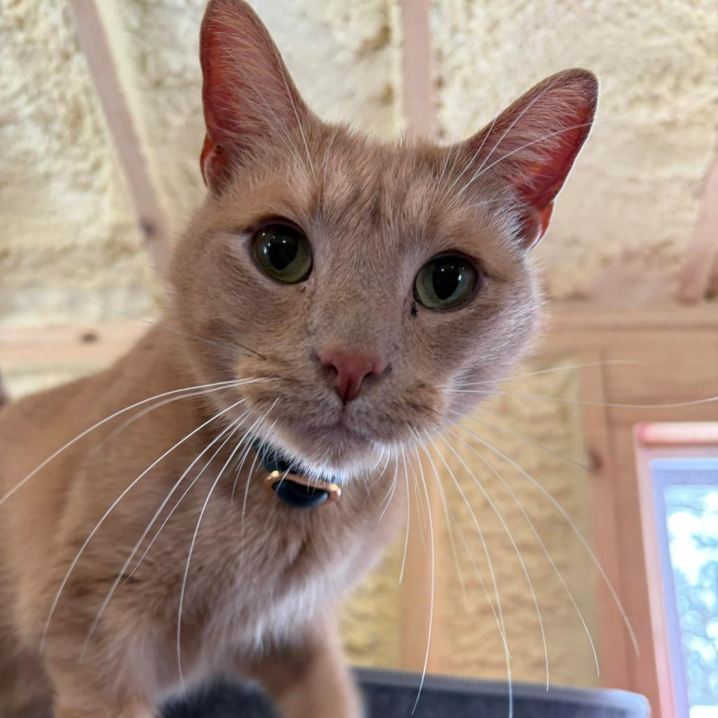 Lemon, a Adoptable Domestic Short Hair in Park Falls, WI image 5/5