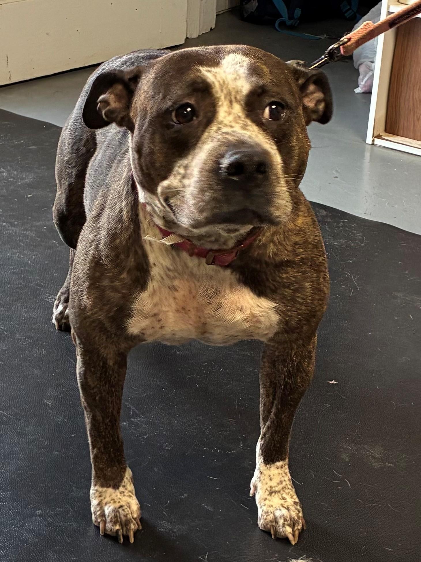 Tequila, adoptable, Adult Female American Bully.