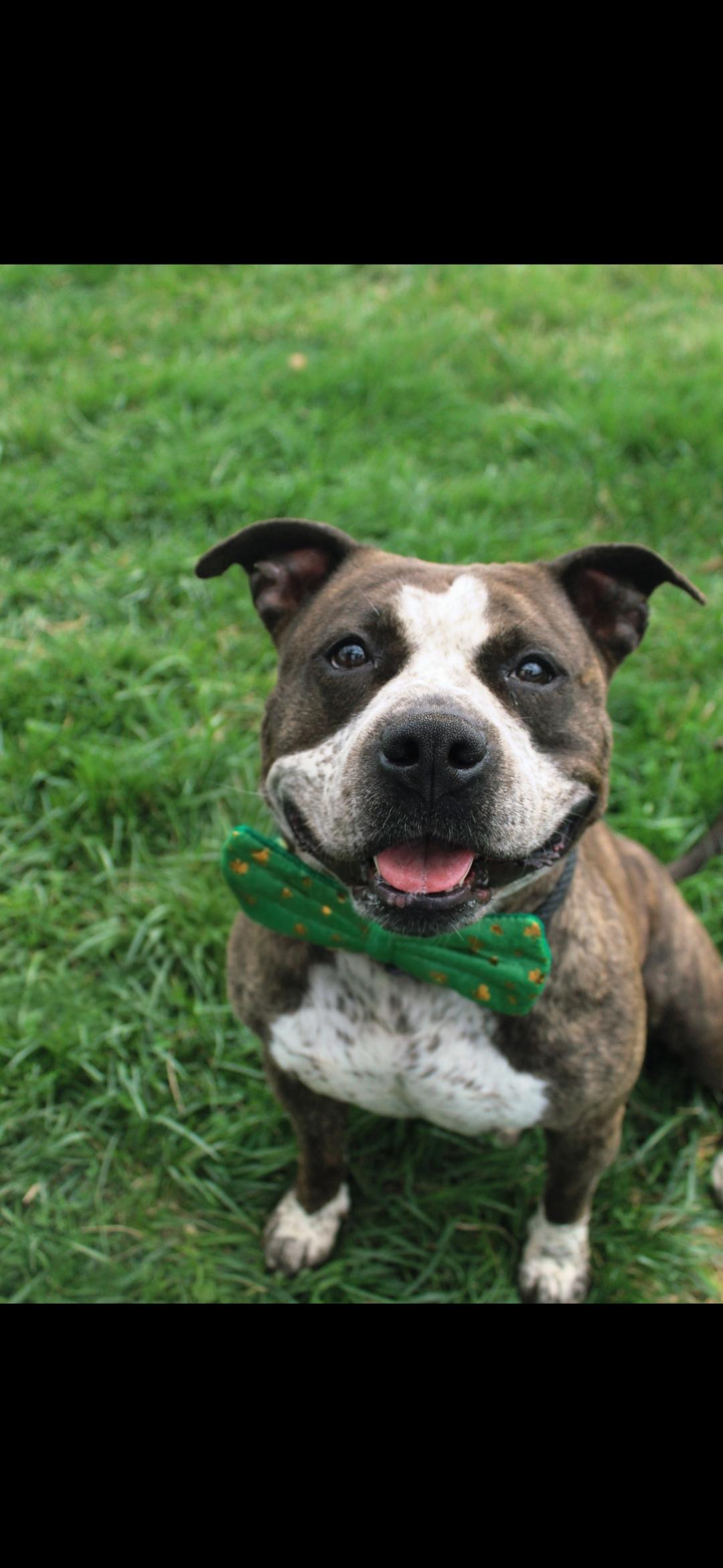 Tequila, adoptable, Adult Female American Bully.