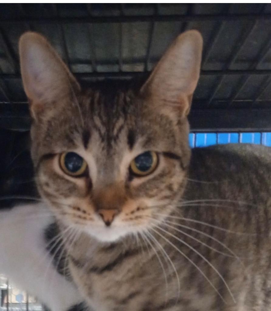 Prancer, Adoptable, Adult Female Domestic Short Hair.