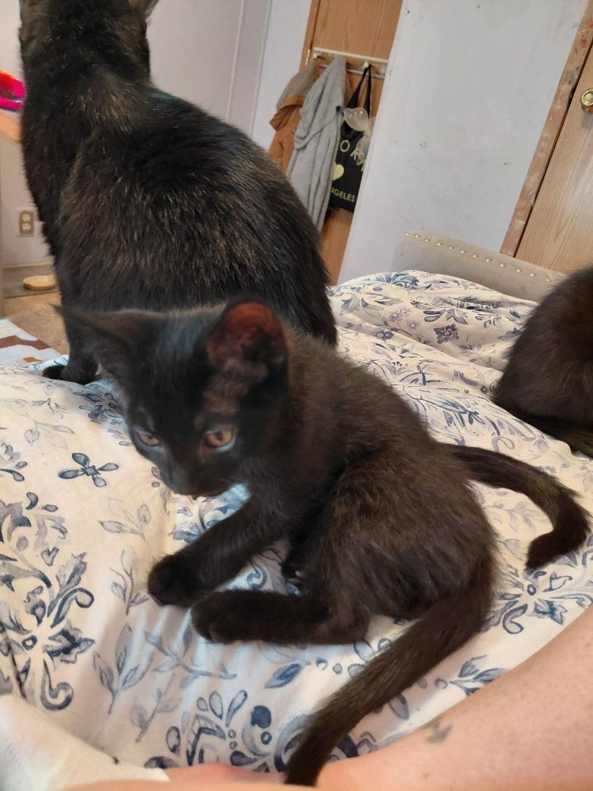 Enlarge Taffeta, a Adoptable Domestic Short Hair in Belton, MO image 2/3