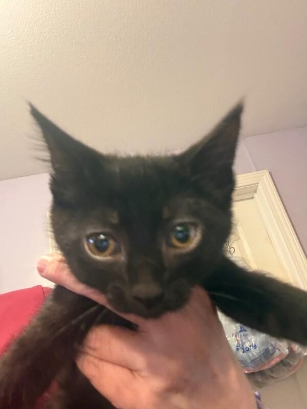 Enlarge Taffeta, a Adoptable Domestic Short Hair in Belton, MO image 3/3