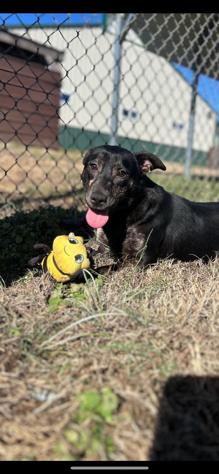 Maya🩷SPONSORED ADOPTION , Adoptable, Young Female Australian Shepherd.