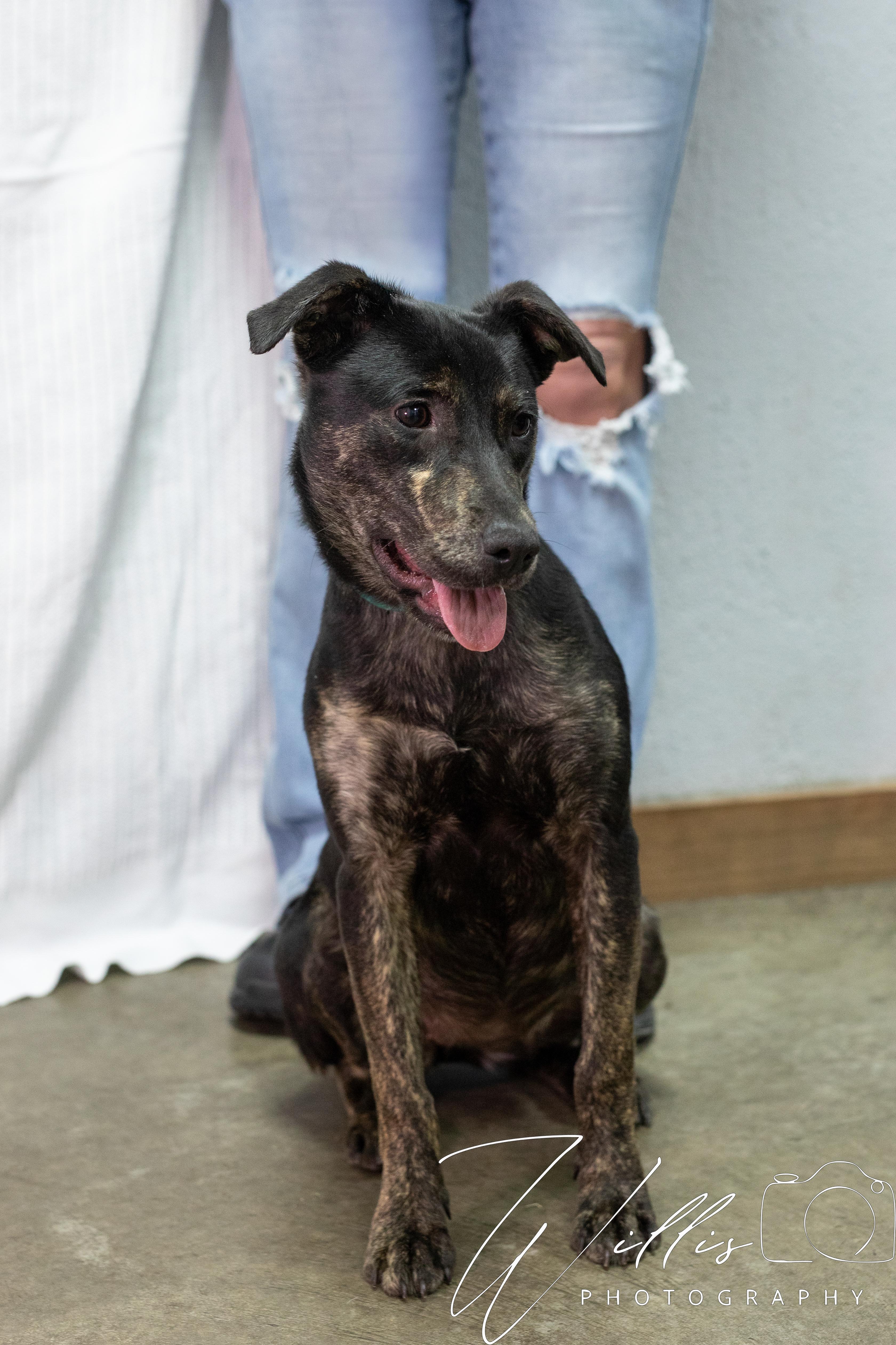 Maya-Adoption Sponsored, Adoptable, Young Female Australian Shepherd.