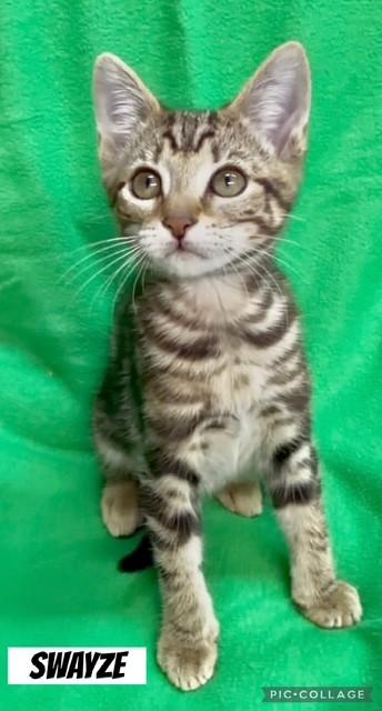 Enlarge Swayze, an adopted mixed breed in Londonderry, NH image 4/6